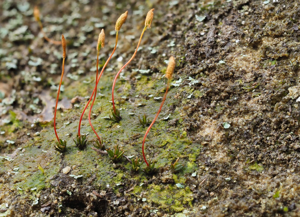 Trematodon's tweet photo. It's Pogonatum brachyphyllum! Seen today on a damp sandstone ledge in southern Ohio's Vinton County, this is one of just a few mosses that have a persistent protonema--the alga-like stage of gametophyte development that occurs before the growth of leafy "gametophores." https://t.co/FUL85bNufh