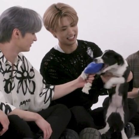_msungtkk's tweet photo. ♡ puppy interview ♡ https://t.co/3U8DOpyA7H