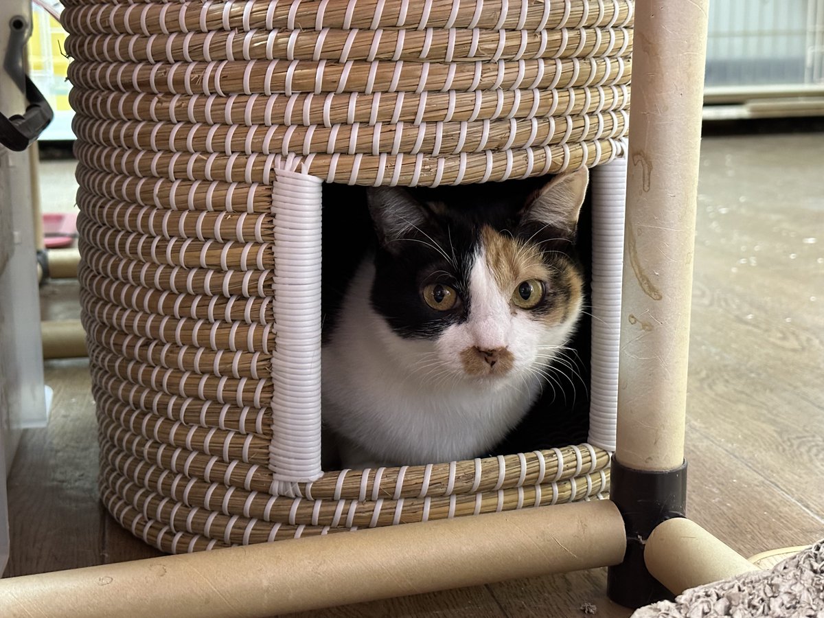 Misa Misa5cats Twitter