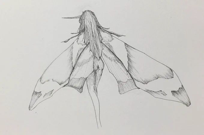 #お前ら蛾の推し誰だよウンモンスズメ 