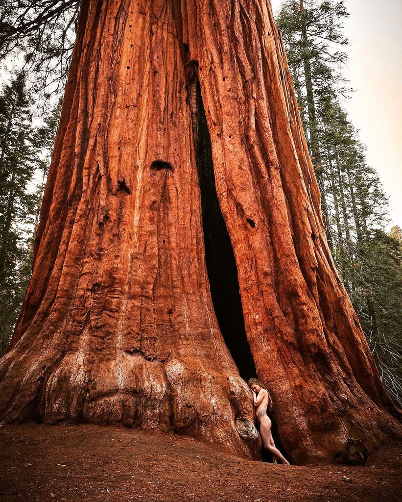 wildingarts's tweet photo. Hugging the toes of a giant

In frame: @hana.honua.rowan 

#treehugger #sequoia #redwood #giant #hippyvibes #earthkeeper #earthing #treelovers @humans_in_nature #witchyvibes #witchythings #witchesofinstagram #hippylife #hippychic https://t.co/3cHhZEKU2c https://t.co/XdWjmPQHS9