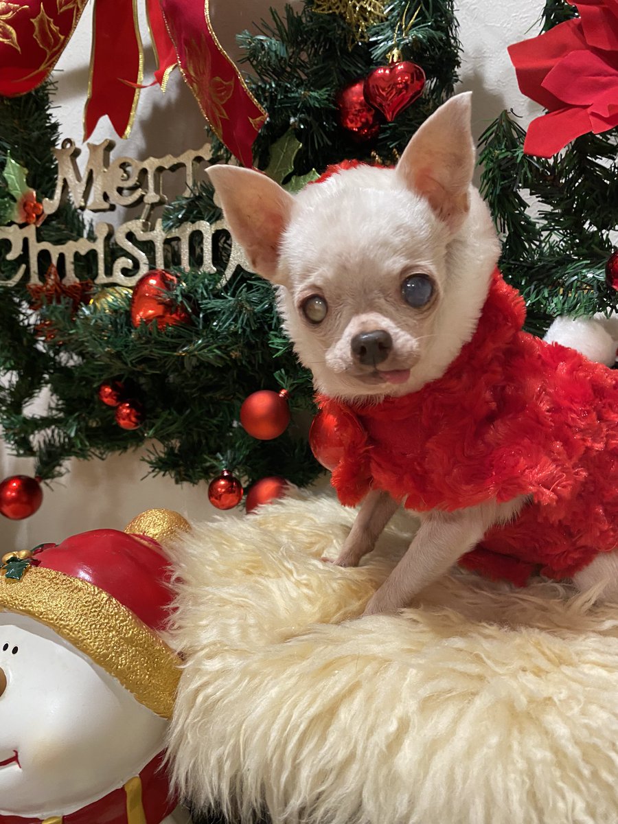 kikuyan65's tweet photo. 今年のクリスマスは
#クリスマスケーキを食べます！

#アサヒ飲料 がクリスマスキャンペーン開催中！

詳しくはLINE公式アカウントで確認♪
https://t.co/Ouc8t3aFQU

12月25日(日)23:59まで！
#スムチー #チワワ好きさんと繋がりたい #スムチー#chihuahuaofinstagram #pappy #chihuahua #パピー #dog https://t.co/nXeUuNuj2u