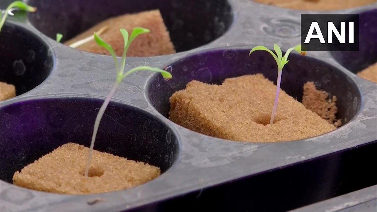 ANI's tweet photo. Maharashtra | Shailesh Modak, a software engineer in Pune started saffron cultivation in mobile containers

"I invested Rs 10 lakhs as one-time investment. For saffron farming, I brought seeds from Kashmir, using Aeroponic technology I grew saffron in just 160 sqft area," he said https://t.co/K6xMcVyvPX
