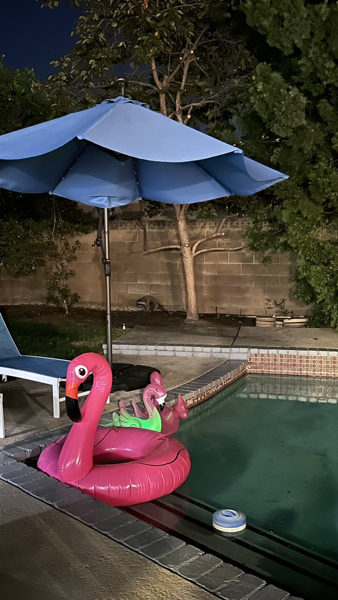 SFKraccoon's tweet image. #SaveFirstKill // #FirstFeature
Shoutout to @SisterWivesTM and their guests, whose dinner I crashed during Spooky Weekend! I caused a commotion but it was a momentous occasion that ultimately led to the SFK team designating me the official campaign mascot! 🦝
📷: @monicamonroe