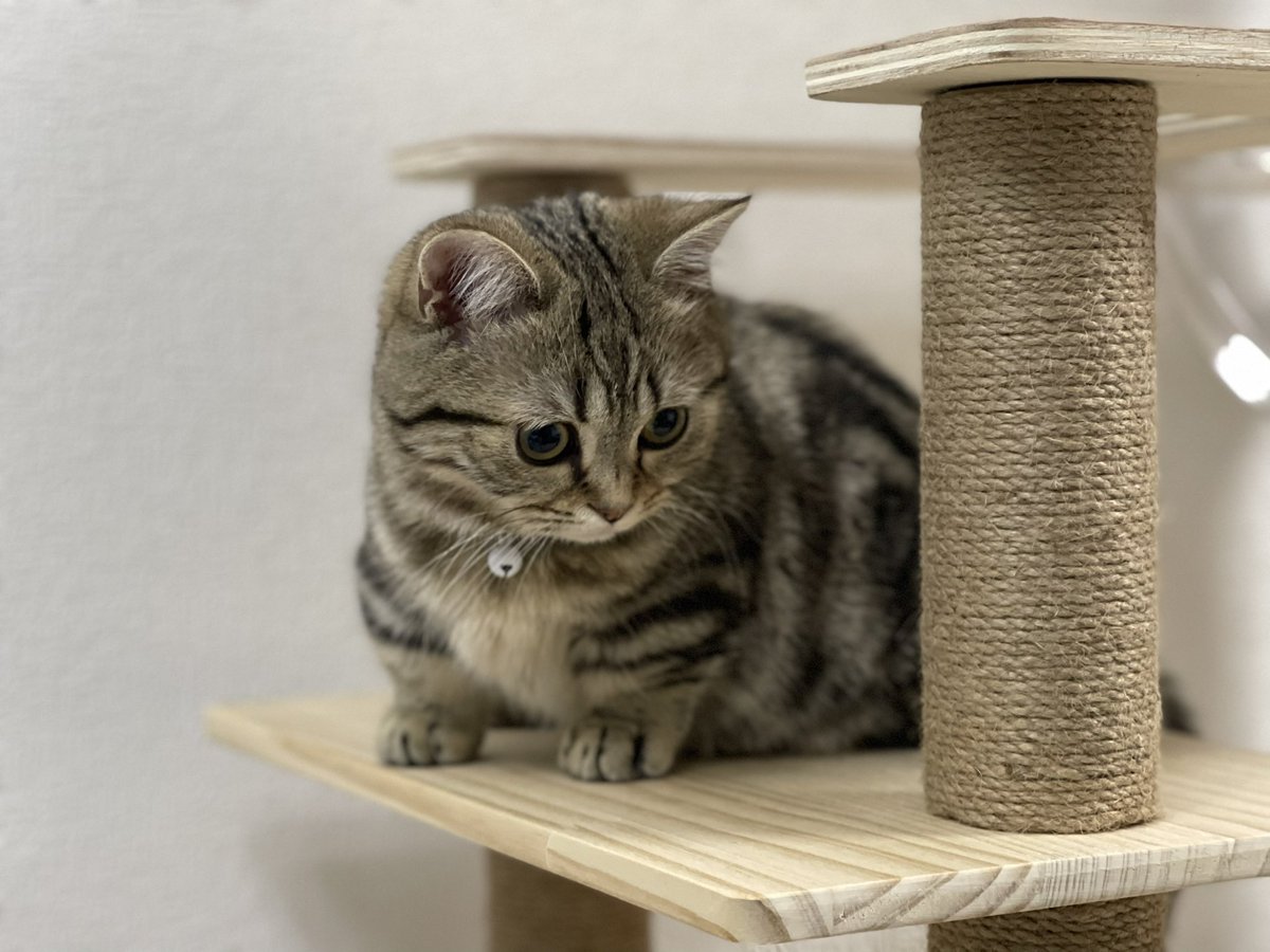 wasabi_munch's tweet photo. ちょっと困り顔🐈
#猫好きさんと繋がりたい #猫のいる生活 https://t.co/1vBJNil6L1
