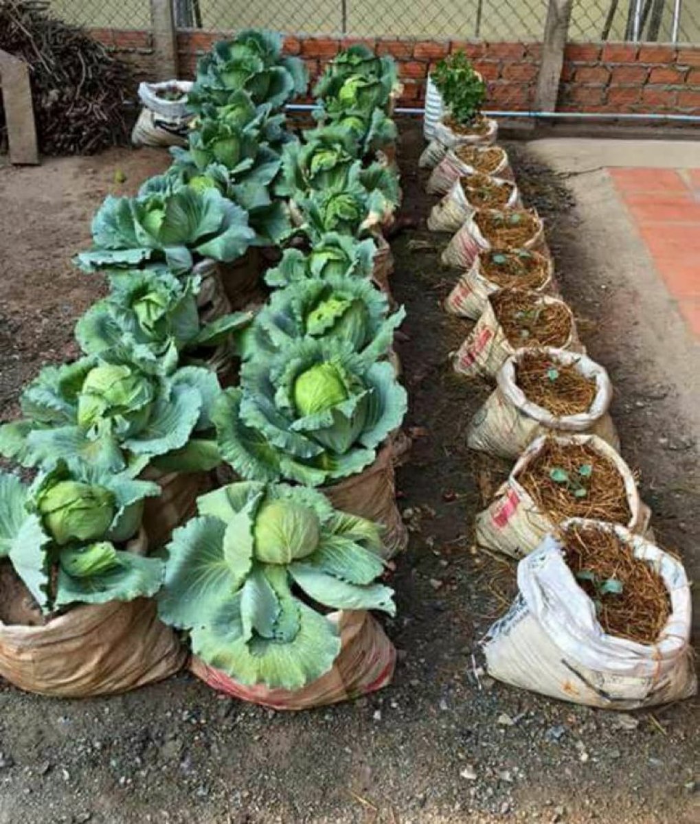 jcniyomugabo's tweet photo. Hey!  
You have a backyard right ? You buy rice right? Then you have rice sacks... There's soil everywhere dig some into the sacks and mix it with poultry manure and start growing something. Vegetables are now expensive. https://t.co/9X9aJ9LBFN