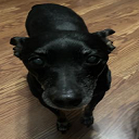 evilparcark's tweet photo. think of each chuffed as limitless doggy https://t.co/wg5123DfZi
