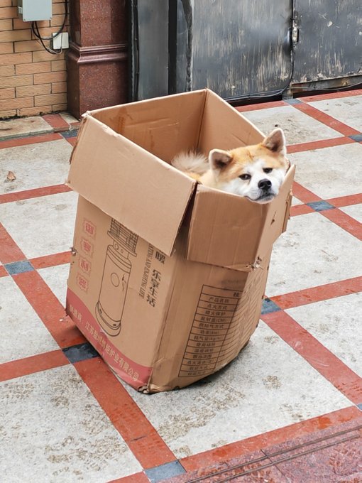 I figure just let him stay in there as he keeps growing so he ends up square and stackable like Japanese