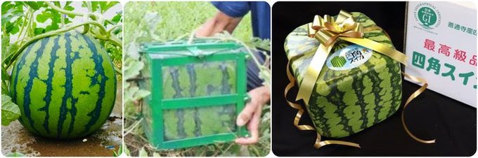 I figure just let him stay in there as he keeps growing so he ends up square and stackable like Japanese