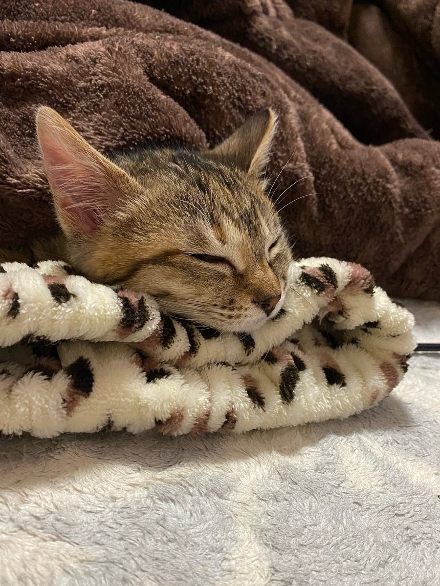 sibire_k's tweet photo. 日中も気温が上がらず空気が冷たい。
我が家のトライアル中の保護猫ルルはコタツがお気に入り。自分から顔だけ出して寝てます…
そんな今日は寄合イベント！第4回。頑張ります。 https://t.co/j3uT0GUnK1