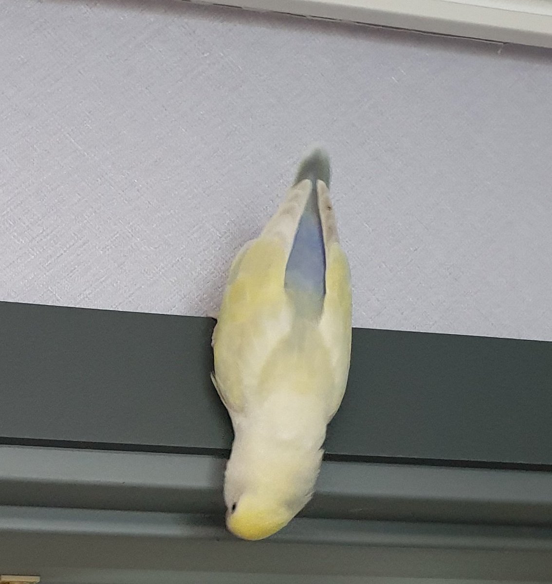 수상할 정도로 코어가 튼튼한 앵무새