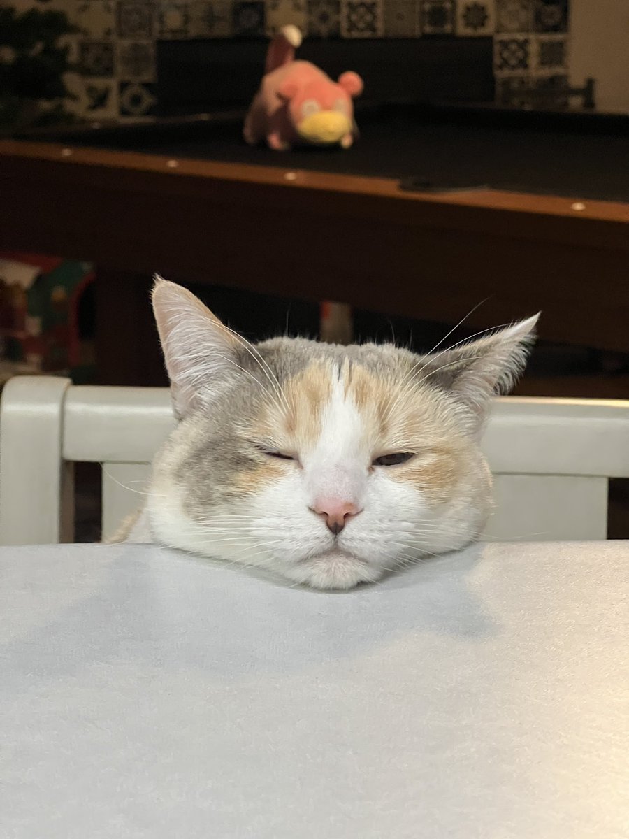 Panko A. Cat’s Mom tweet media