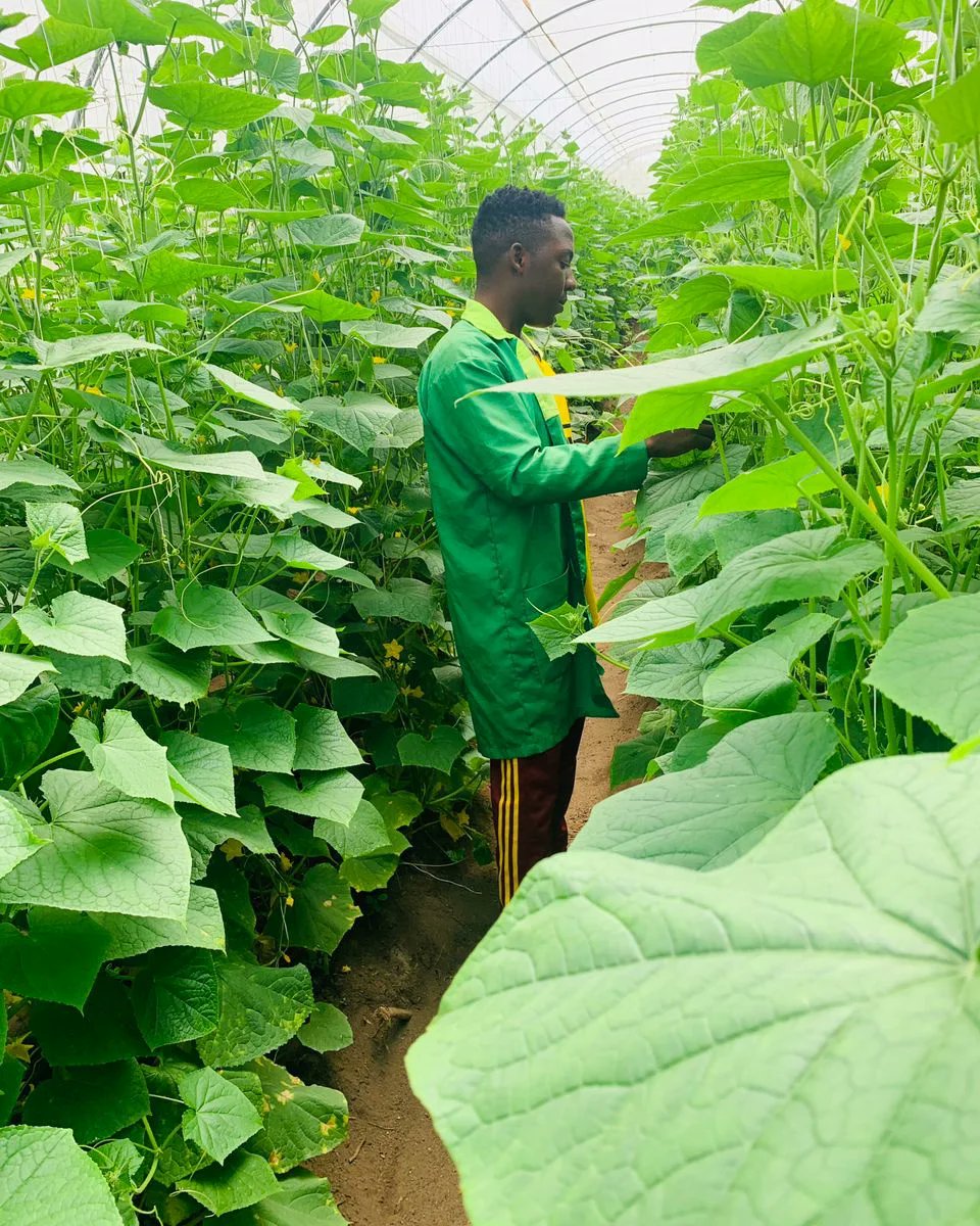 debowale_farms's tweet photo. Weekend Nugget 💡

"It is so important to remember that food does not just come from the grocery store. There are hard-working, passionate people behind each and every food that we enjoy eating."

#screenhouse  #womeninagric    #debowalefarms  #cucumber #sweetcorn #agriculture https://t.co/Ozf9j4WDIa