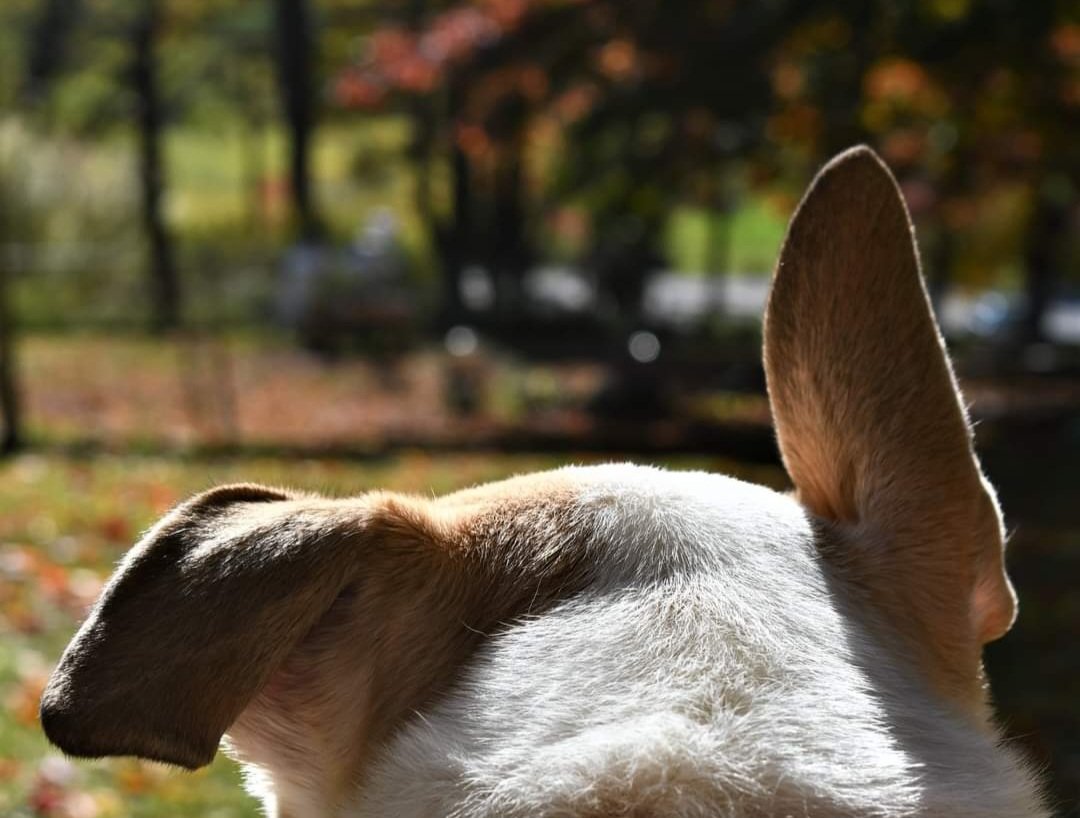 SportsChristina's tweet photo. @SiKImagery #FridayFreeForAll #lovethoseears #DogsOnTwitter #ADogsView #guarddog #fall #autumnleaves #bagpipes #kilt #rocks #optoutside https://t.co/Eo849QuSA5