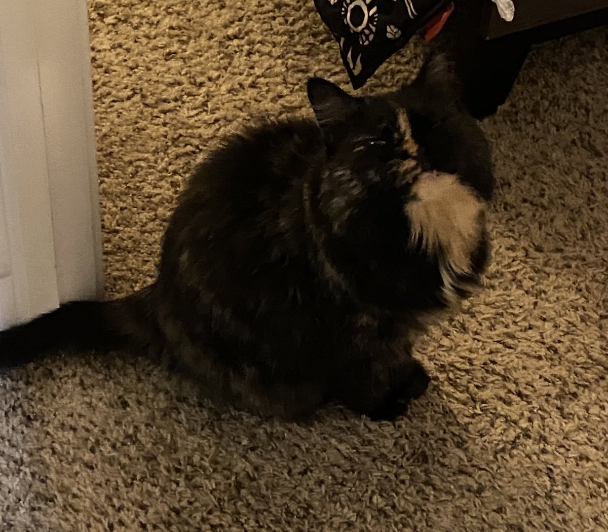 essummerfields's tweet photo. @thetomatowriter here’s a cute picture of miss magpie 💕 sending you lots of love and good vibes! https://t.co/d6uiL7Gv55