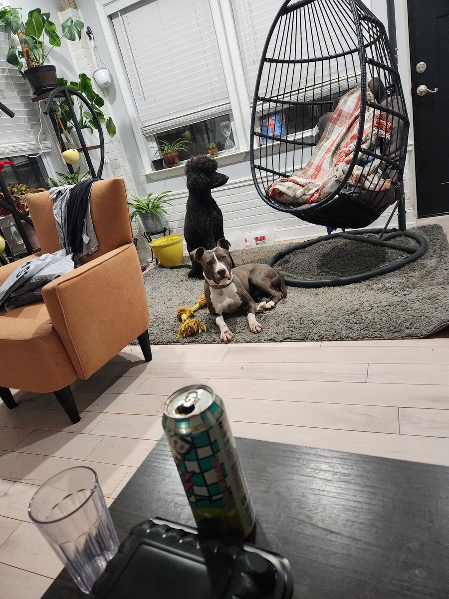 J1Neville's tweet photo. These guys 🐶🐶 https://t.co/3BUbI3p99w