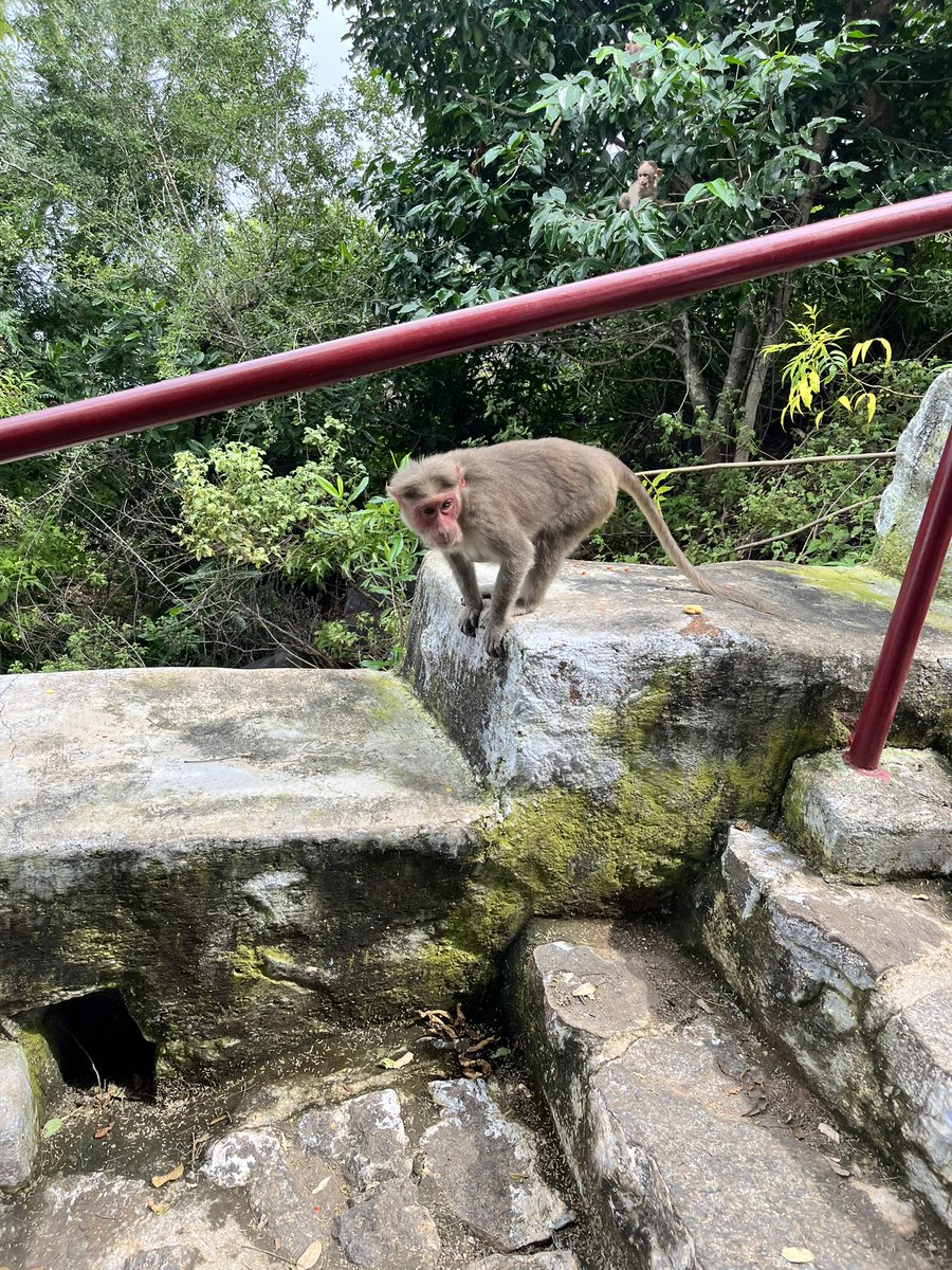 vkssomaskandan's tweet photo. “Hey…How you doin’?” 😂#indianmonkey #monkeys #temple #tamilnadu https://t.co/9lNLBnAg45