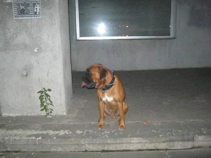 BoxersDog's tweet image. 💓💓💓💓