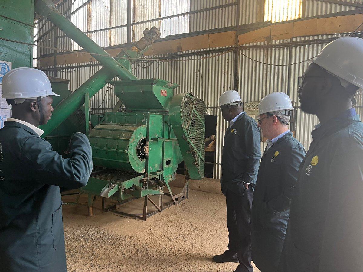 chickpeaman's tweet photo. Our @innovateuk partner #EcoFixKenya extract oil from Croton megalocarpus seeds. Byproducts include a biostimulant, fuel, insect repellent, fertiliser & animal feed. Seeds harvested by smallholders from wild trees. #nowaste #sustainable @KewScience @NRInstitute @UKRI_News #AAKTP https://t.co/anLIyTvd0w