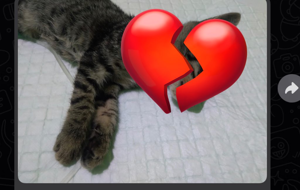 jahat banget panleukopenia, dua hari ini berapa kali nguburin kucing