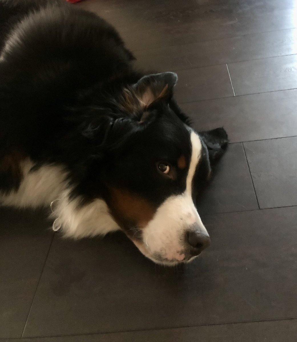 AlgotTheBerner 🇸🇪🇺🇦 tweet media