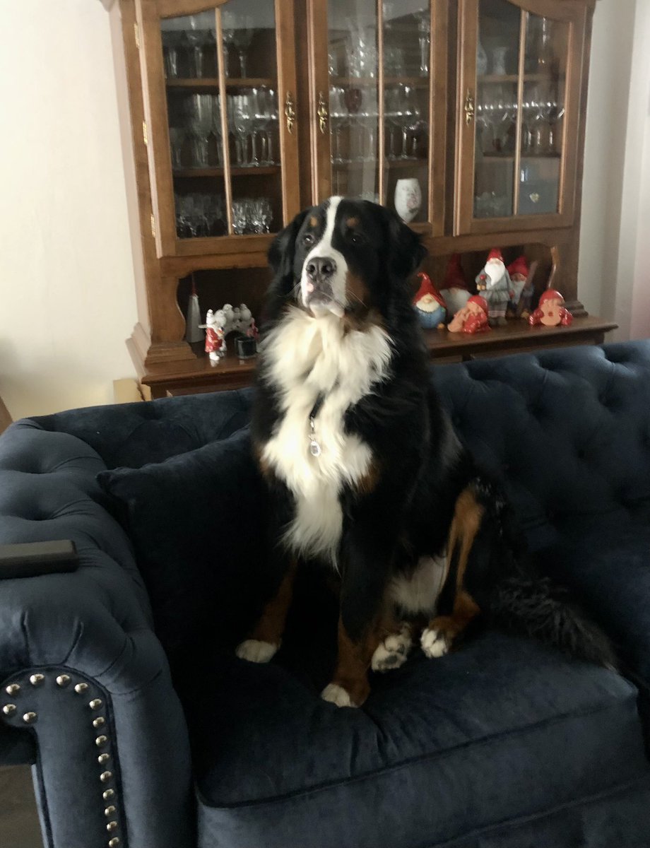 AlgotTheBerner 🇸🇪🇺🇦 tweet media