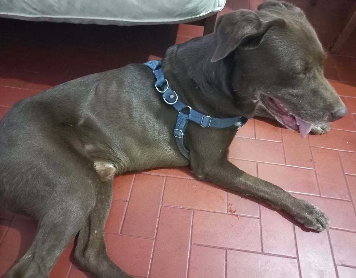 <a href="/VivireNuevaCba/">VivirenNuevaCórdoba®</a>  me siguió este perrito hasta el departamento, desde la calle Bs As y Crisol, me volví unas cuadras para ver si encontraba al dueño/a pero nada. Me volvió a seguir, se veía muy desorientado. Me ayudarían mucho compartiendo 🙏