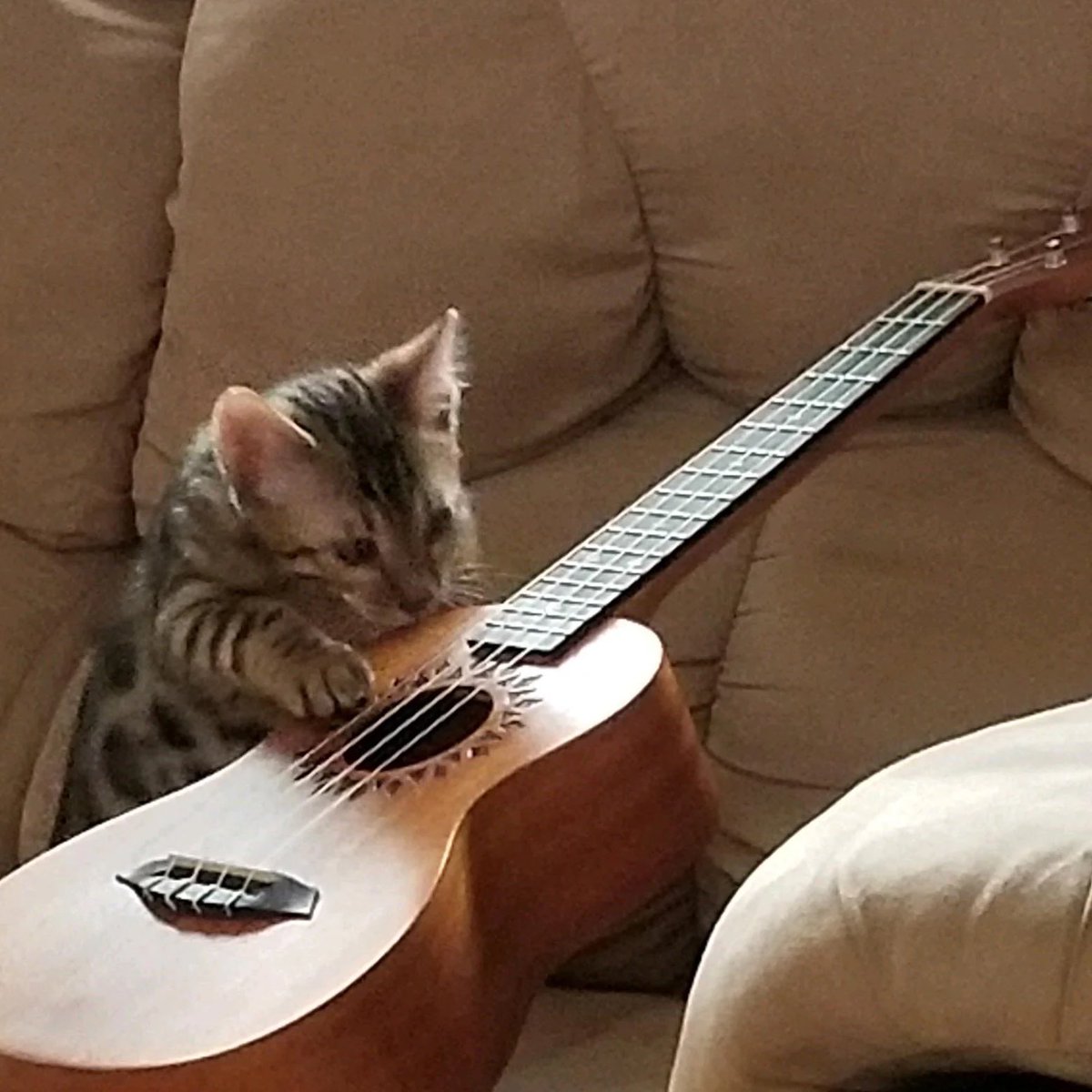 georgecatfound's tweet photo. https://t.co/d89zjYiS5f