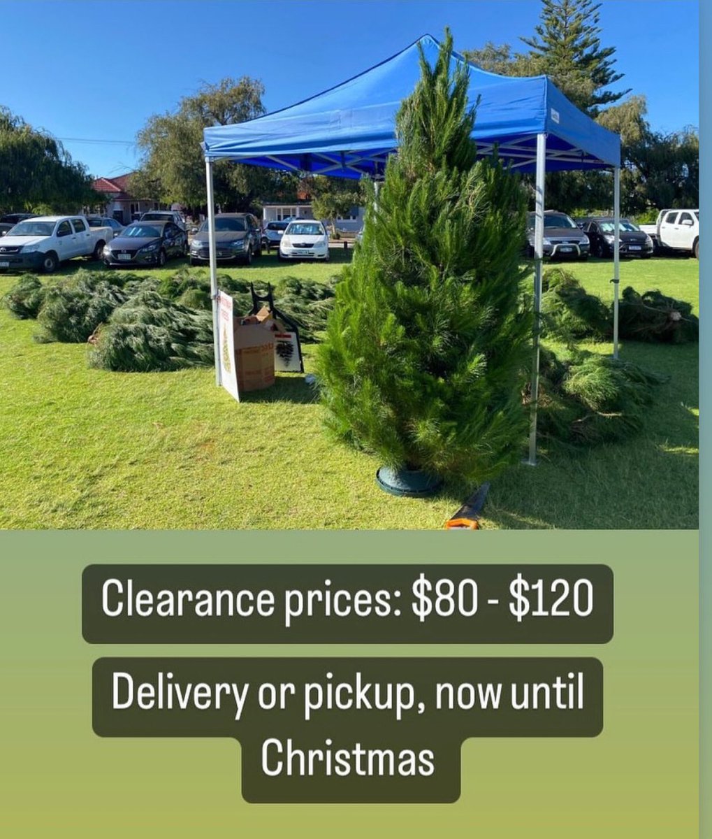 NedlandsRUFC's tweet photo. Looking to deck the halls this Christmas?

Our very own Finn O’Callaghan and Christmas Trees Co will be at the club tomorrow from 11am selling at must go prices!

Head down if you are looking for a Christmas deal!

#neddies500club #neddiesrugby #neddies #neddiesrugbyclub https://t.co/MoTCUXbFwv
