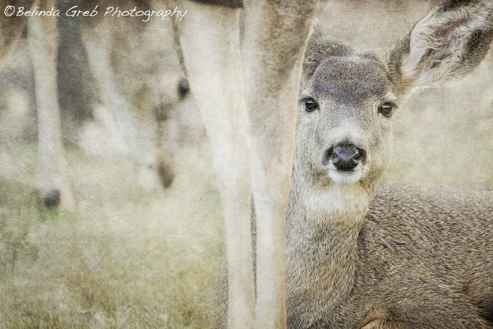 BelindaGreb's tweet image. Keeping a Low Profile by Belinda Greb 
belinda-greb.pixels.com/featured/keepi… deer 
Oregon Wildlife photography
#photography