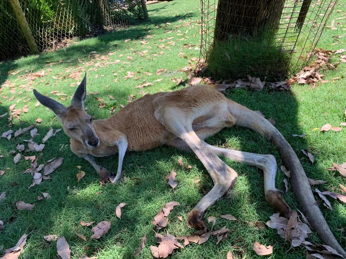 novianthbbg's tweet photo. All kinds of flat kangaroos🦘 https://t.co/mdPZxSro5i