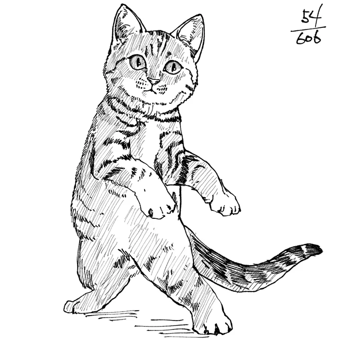 54/ 606
#猫606 