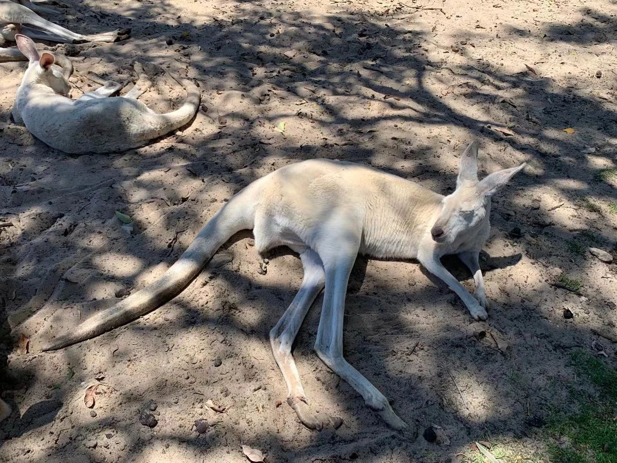 Jennife9468505's tweet photo. All kinds of flat kangaroos🦘 https://t.co/smMWrx03nb
