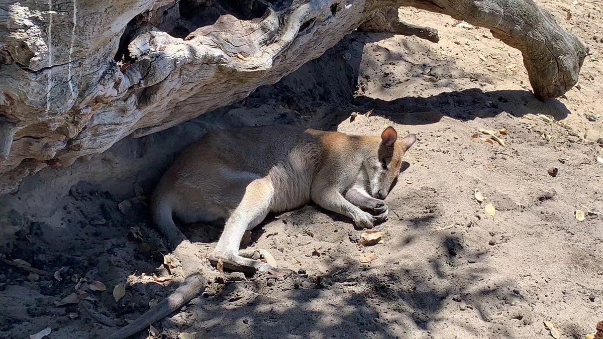 novianthbbg's tweet photo. All kinds of flat kangaroos🦘 https://t.co/mdPZxSro5i