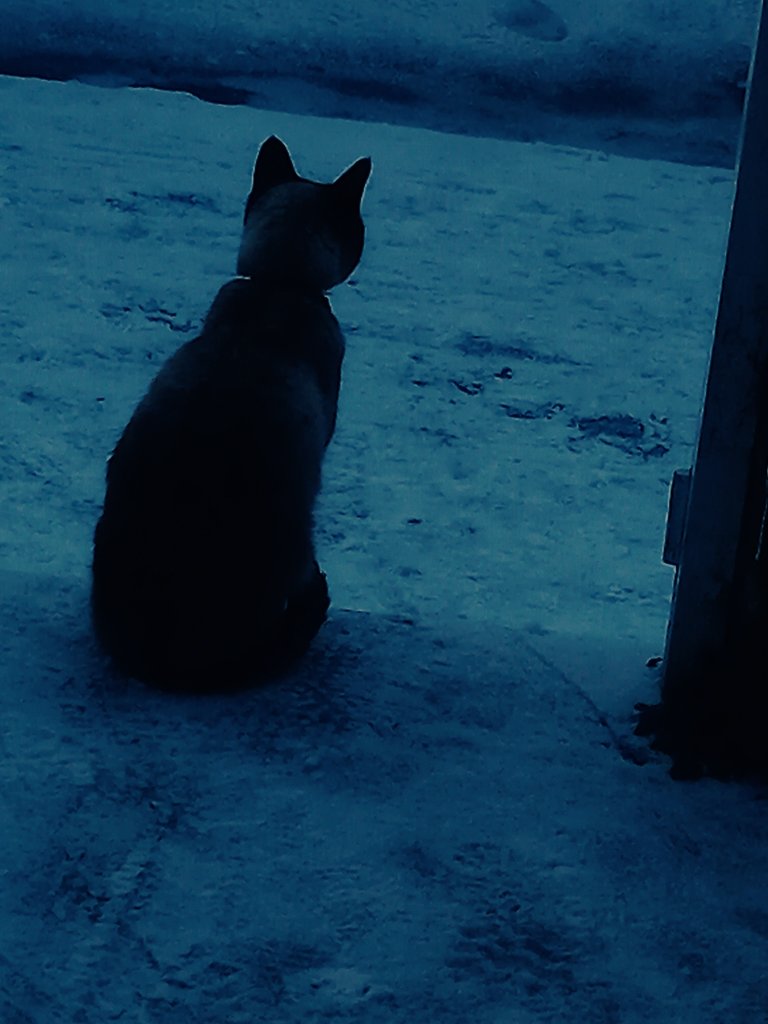 Chancethebeaut1's tweet photo. What the hell is this!?!?...bums cold,paws cold,back inside for me...yes I know you told me I wouldnt like it,yes I know I insisted and cried by the door....but it looked ok from inside....which is where I am now! Again....🙀😸😹❄️☃️❄️
#CatsofTwittter #coldbum #stayathome https://t.co/GAI2uU8vMX