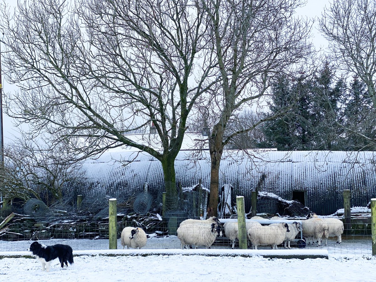 Snowy Saturday.. ❄️🐑❄️🐑❄️🐑🐑❄️🐑🐑haying up the sheep #shepherdess #sheep #sheepdog #winter #winteronthefarm #farm #hillfarm #snow @NFUCountryside