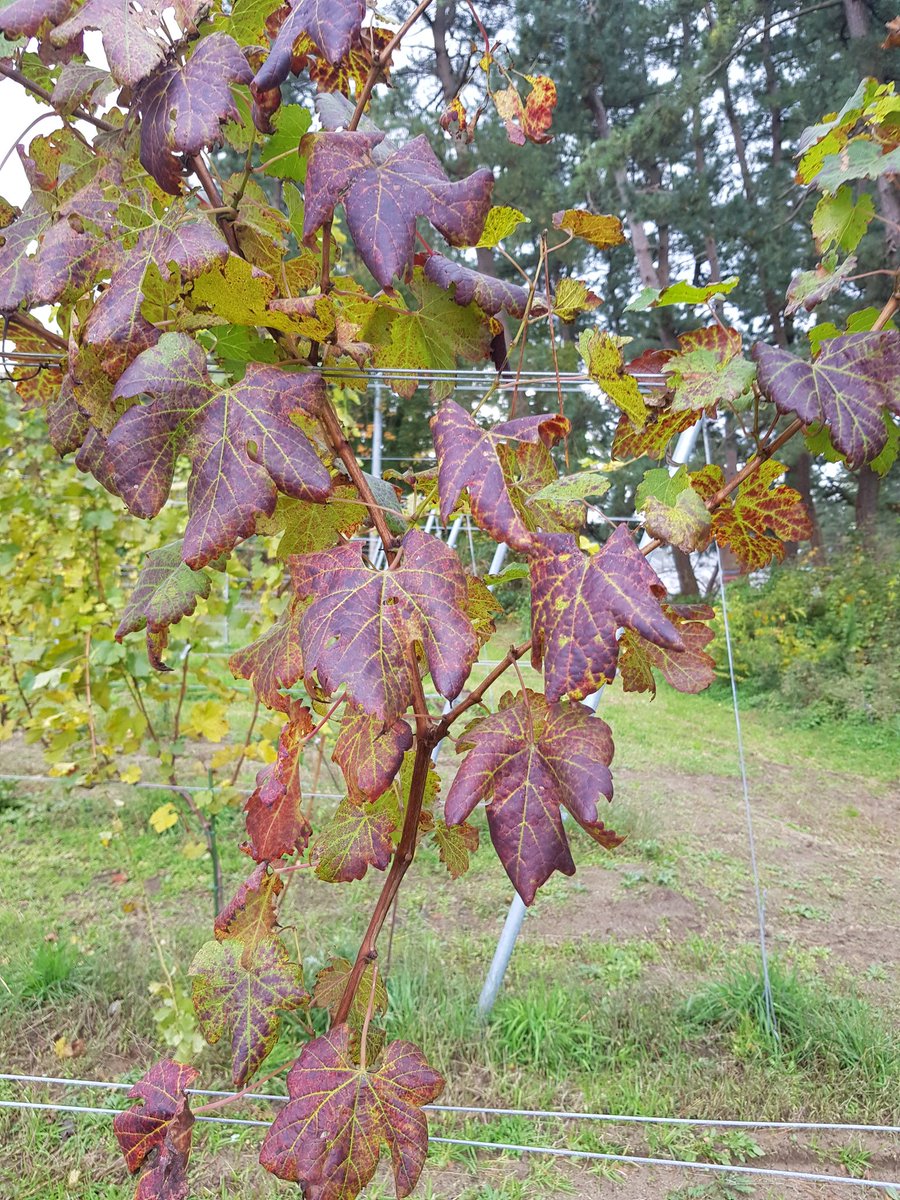EuPathogen's tweet photo. #Leafroll symptoms in Japan but other non identified and curious ones... https://t.co/AQjB19PRBz
