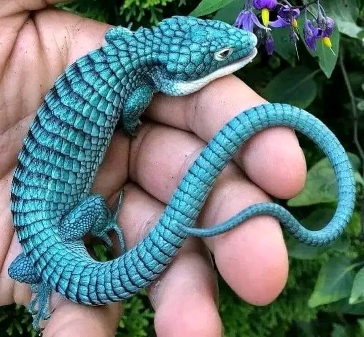 Northerngeckos's tweet photo. https://t.co/i4VuvQLEGz