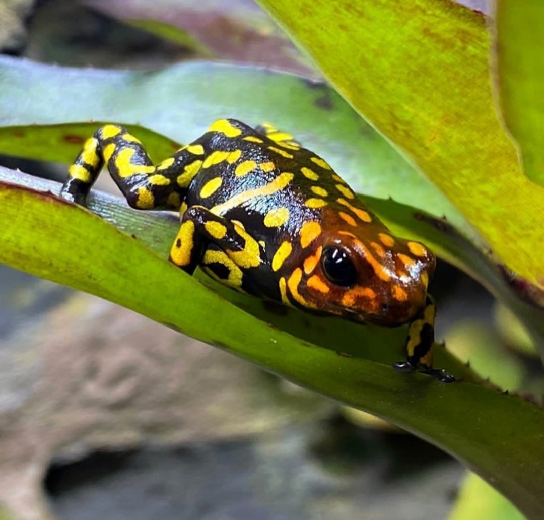 Northerngeckos's tweet photo. https://t.co/RqUkO0LF5t