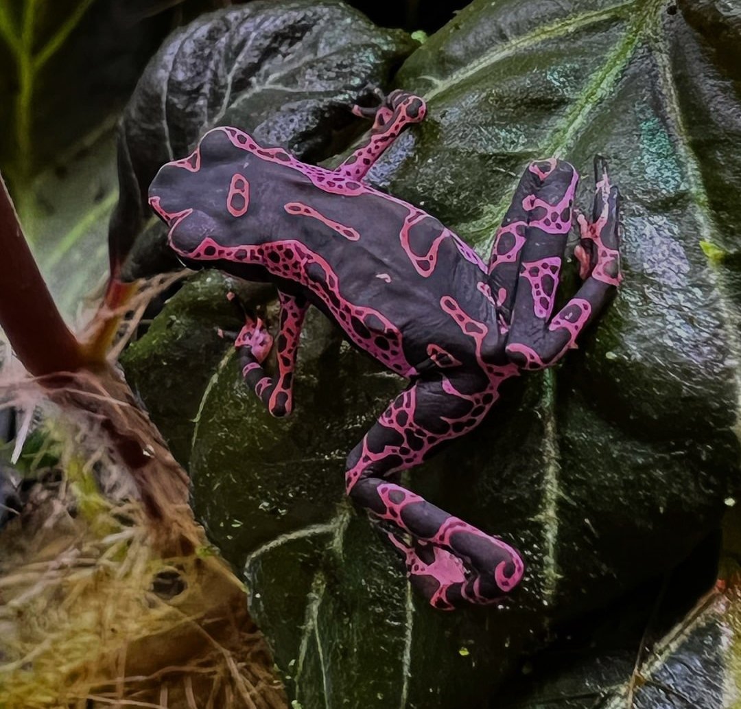 Northerngeckos's tweet photo. Look at this color! 💖💜 Purple harlequin toad photo by  

#purpleharlequintoad #purpleharlequintoads #harlequintoad #harlequintoads #atelopusbarbotini #atelopus #atelopusofinstagram #toad #toads #toadsofinstagram #toadso https://t.co/N6qfoQDKsQ