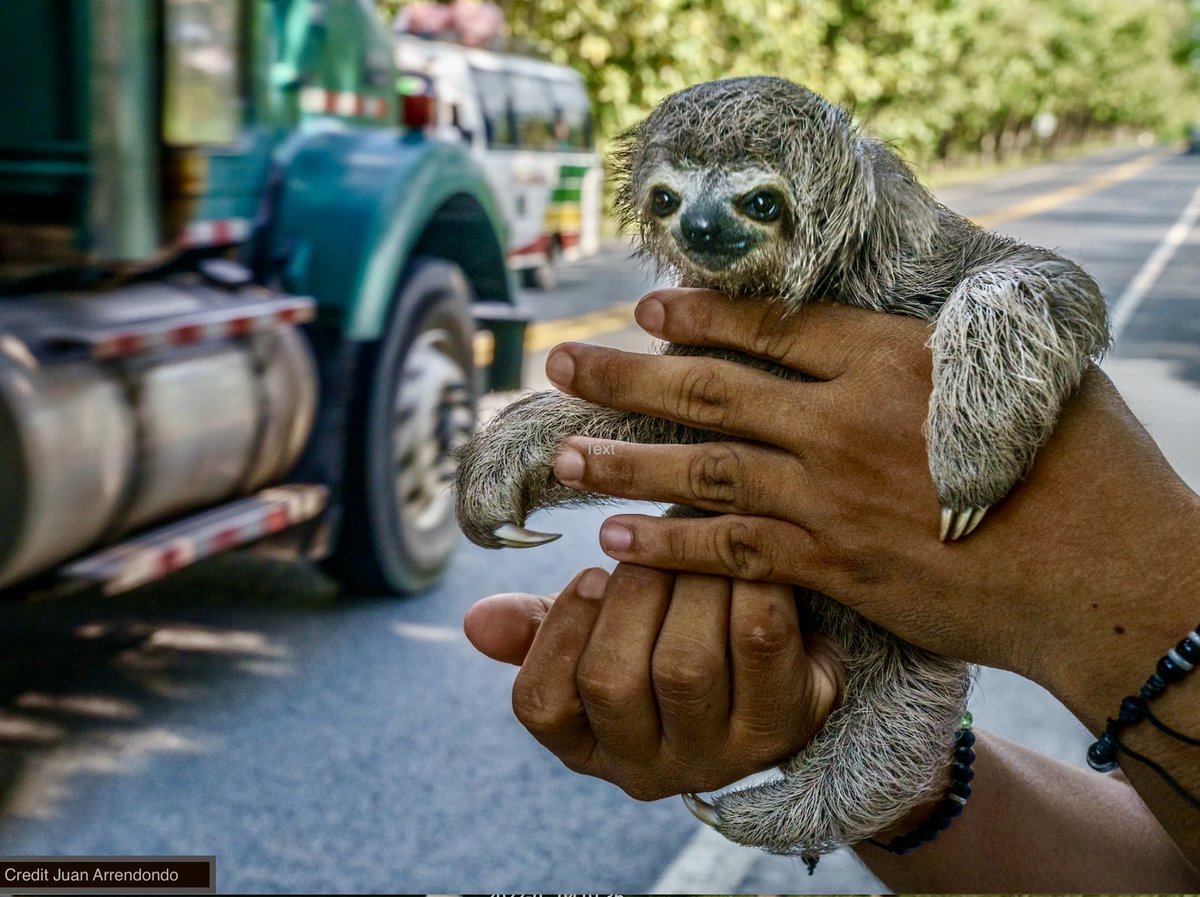 Dr Tom Montgomery tweet media