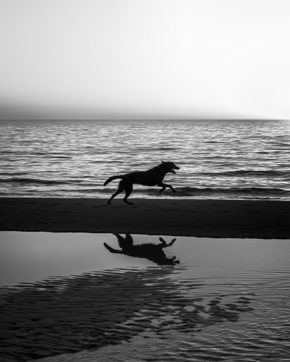Beach Boy

@bnwmasters 

#blackandwhite #monochrome #bnwphotography #dogs #beach #GreatLakes #blackandwhitephotography #lawrencegriffin #commisionopen #freelancephotographer
