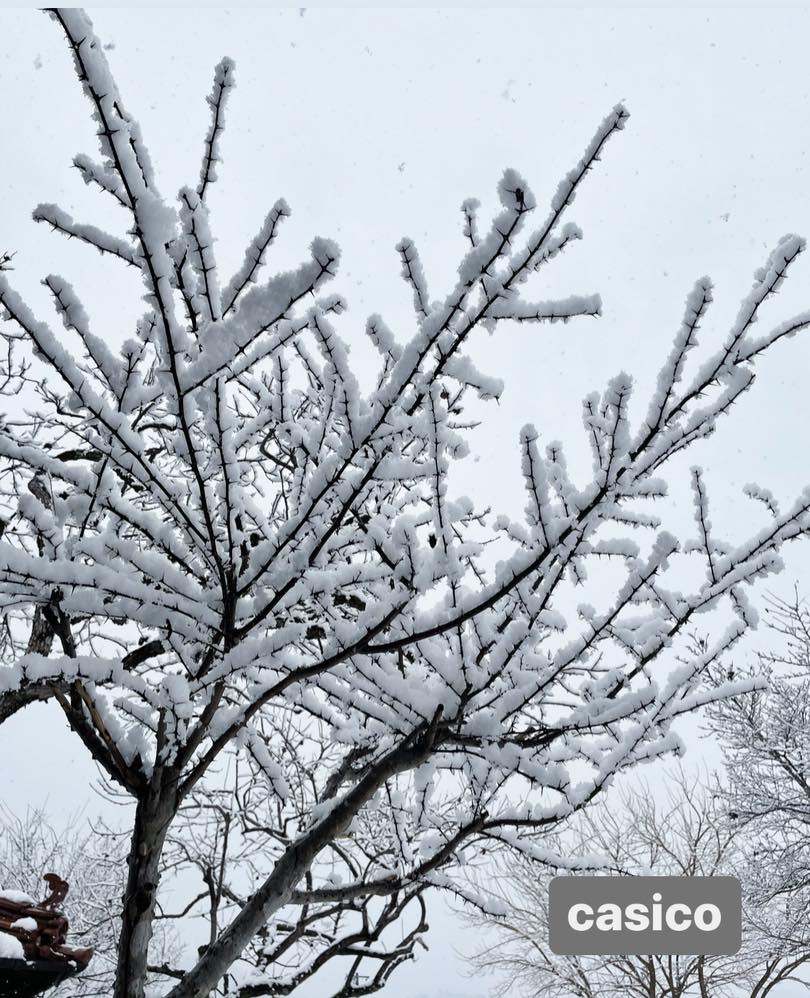 kitinto_casico's tweet photo. えーん、なぜお届けの日に雪が降るのー?ここ数日天気予報と睨めっこしておりましたが、明日の天気は良い方には向かわないようです...明日お届けの皆様へは、いつも通りメールを送らせて頂きます。お知らせ等もございますのでご覧いただけたらと思います。よろしくお願いいたします。
#DeliveryCASICO https://t.co/WQjILXhlEF