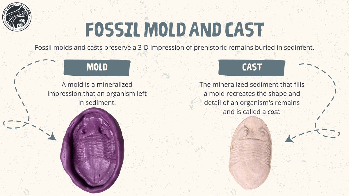 ohiodnr's tweet photo. Here's a fun activity to celebrate the holidays and learn about fossils from Ohio Geological Survey! Using the images as instructional guides, you can create your own fossil ornament and keep the spirit and love of geology alive!
#ohiorocks #ohiofossils #ohiogeologicalsurvey https://t.co/HLpP2pivS9