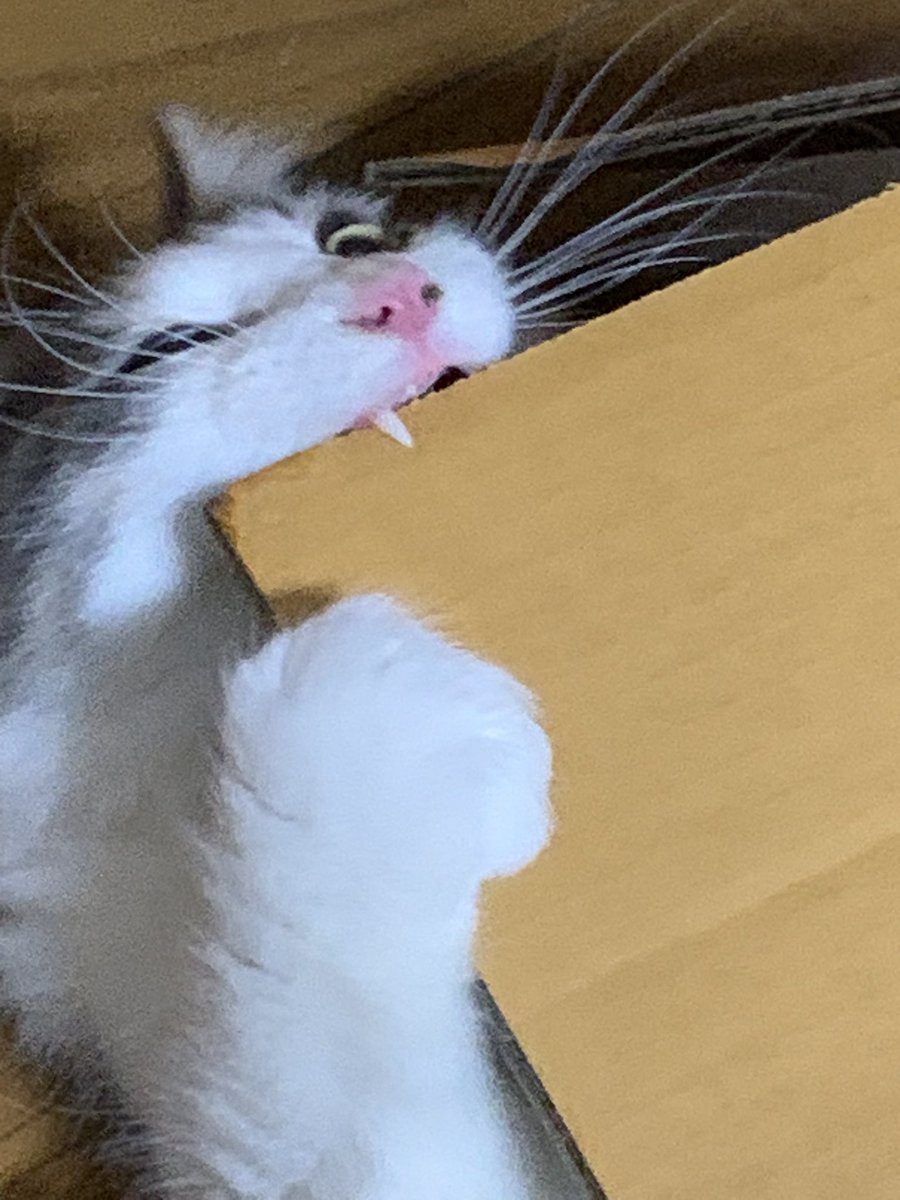 debelon's tweet photo. お家にお迎えした時に 
体重は少ないし 風邪ひいてるし アレルギーはあるし
ワクチンは１回しか打ってないし

無事に育つか不安だったけど
今の所順調に大きくなって
一安心

でも、めっちゃジャイアンで、兄姉猫にヘッドロックかますわ
殴りかかるわで大変🤣 https://t.co/WdMTfNhs2b