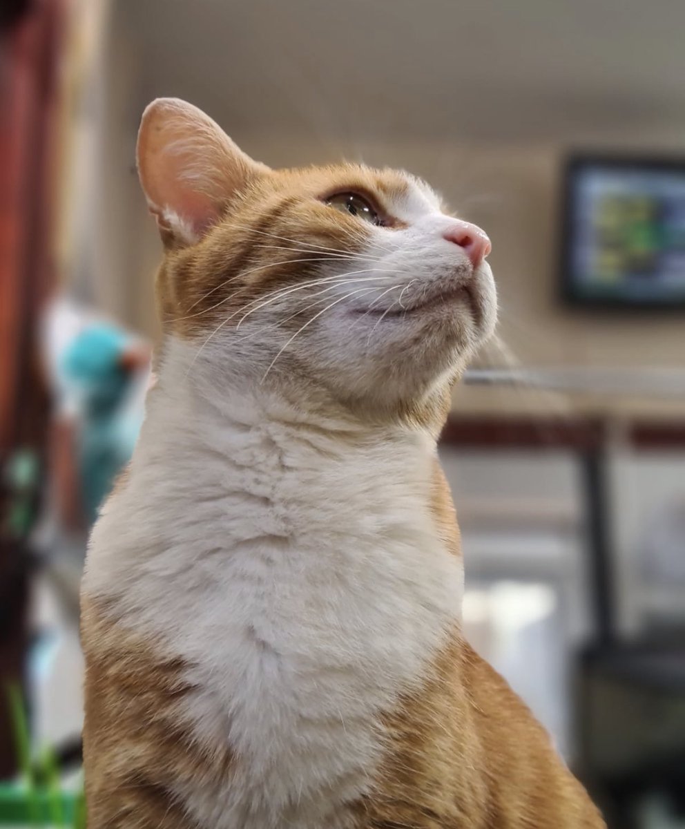 George The Stourbridge Junction Station Cat tweet media