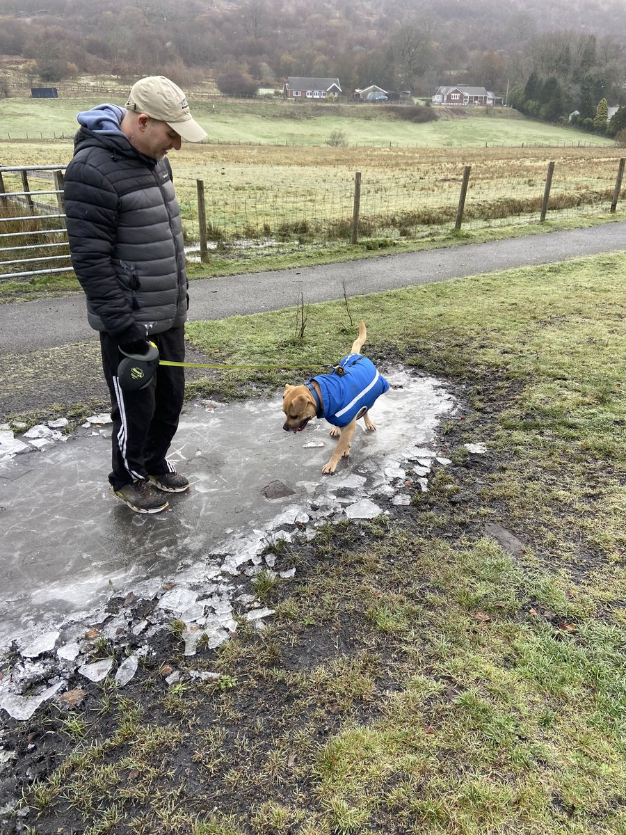 cathyswales's tweet photo. Humum forgot to post these icy pawtrols! Me sclefrio ia (that’s welsh for ice skating!) 😂 my water had turned solid?? @ZombieSquadHQ #dogsoftwitter #icycold #winterfun https://t.co/W2wWOsTcvq