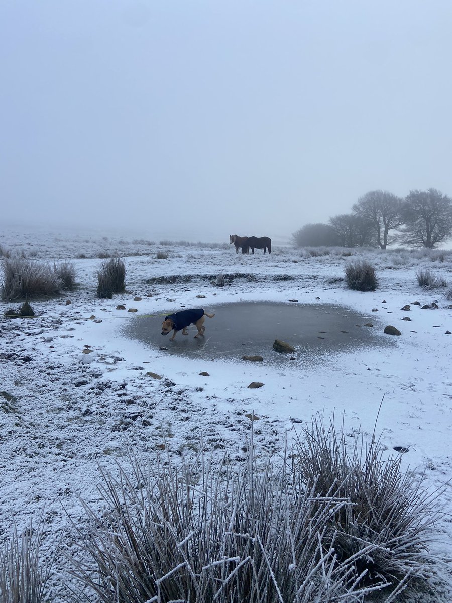 cathyswales's tweet photo. Humum forgot to post these icy pawtrols! Me sclefrio ia (that’s welsh for ice skating!) 😂 my water had turned solid?? @ZombieSquadHQ #dogsoftwitter #icycold #winterfun https://t.co/W2wWOsTcvq