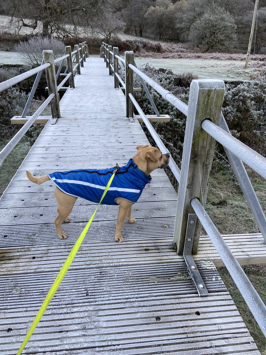 cathyswales's tweet photo. Humum forgot to post these icy pawtrols! Me sclefrio ia (that’s welsh for ice skating!) 😂 my water had turned solid?? @ZombieSquadHQ #dogsoftwitter #icycold #winterfun https://t.co/W2wWOsTcvq