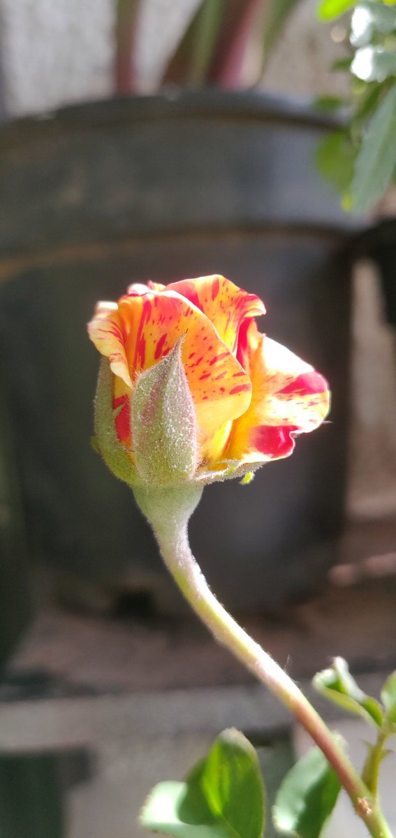 DaityaTw's tweet photo. Rose ID : Fire Flash

#rose #fireflash #roseplant #gardening https://t.co/25emIJoDRo